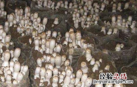 鸡腿菇如何保鲜 鸡腿菇怎么保存才好