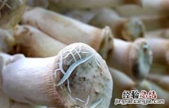 鸡腿菇高产种植技术 鸡腿菇高产栽培技术