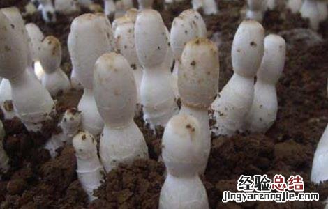 鸡腿菇高产种植技术 鸡腿菇高产栽培技术