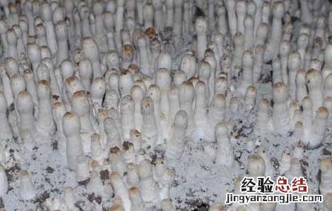 鸡腿菇高产种植技术 鸡腿菇高产栽培技术