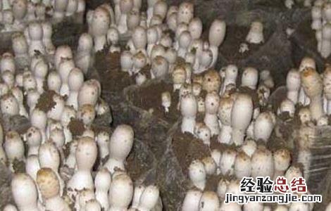 鸡腿菇高产种植技术 鸡腿菇高产栽培技术