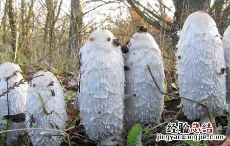 鸡腿菇高产种植技术 鸡腿菇高产栽培技术