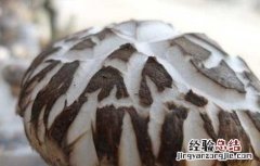 什么地方盛产花菇 花菇产地在哪里