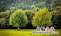 测量两棵树之间距离的方法有哪些 测量两棵树之间距离的方法有哪些图片