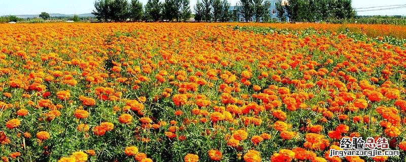 万寿菊一亩产多少斤 万寿菊亩产量多少斤