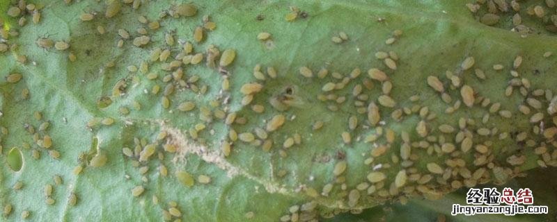 三唑锡的作用 三唑锡的作用机理