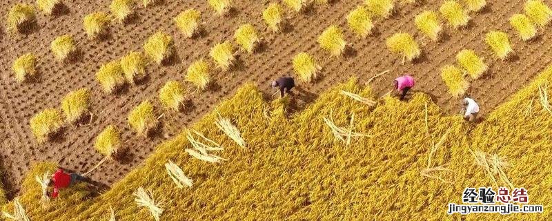 人均粮食产量是什么指标 人均粮食产量