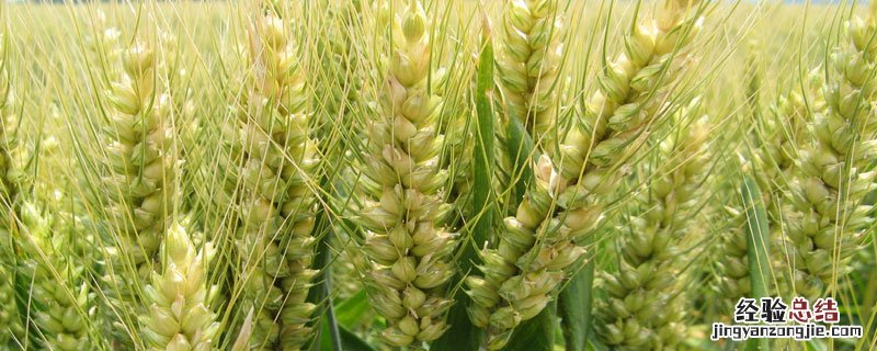 小麦主要成分 小麦主要成分含量