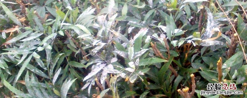 乙唑醇的作用 己唑醇的作用