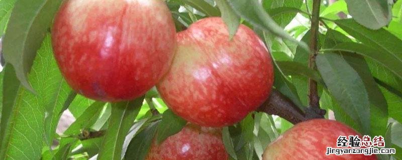 中油四号简介 中油四号成熟时间