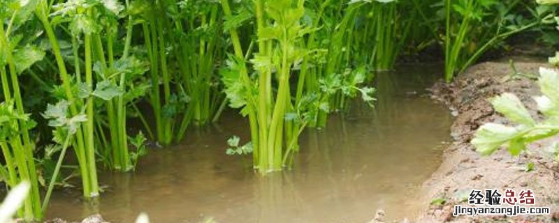 水芹菜的病虫害和防治方法 关于水芹病害虫，你知道怎样防治吗