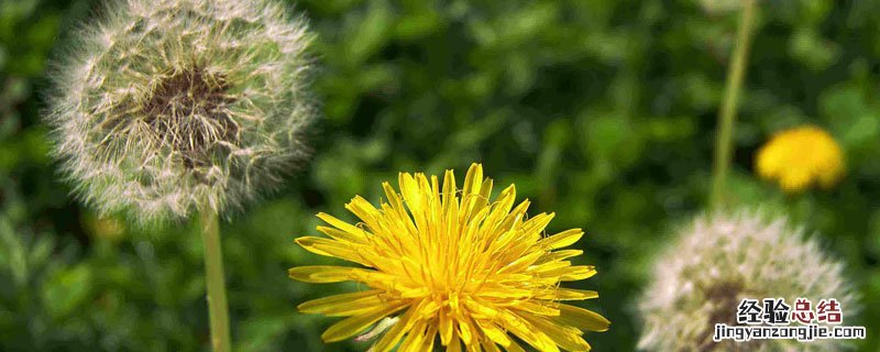 黄花根的作用与效果 黄花苗的根功效与作用