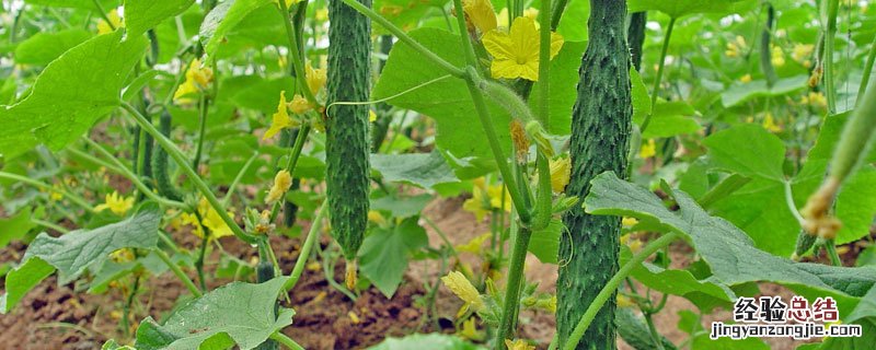 黄瓜白粉病用什么药 黄瓜白粉病用什么药最好