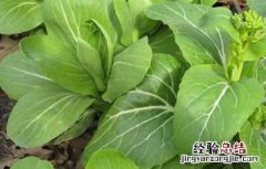 白菜苔種植技術要点 白菜苔種植技術