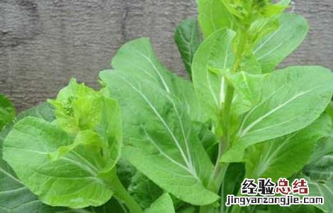 白菜苔種植技術要点 白菜苔種植技術
