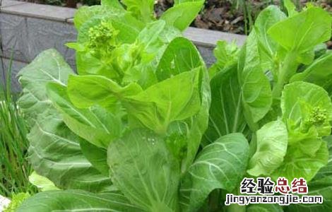 白菜苔種植技術要点 白菜苔種植技術