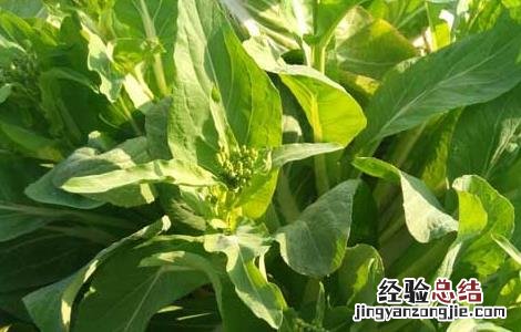 白菜苔種植技術要点 白菜苔種植技術