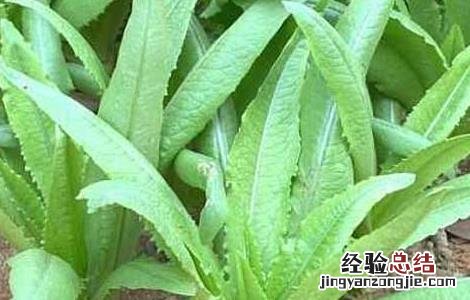 油麦菜种植技术 油麦菜种植技术和时间视频