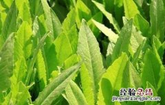 油麦菜种植技术 油麦菜种植技术和时间视频