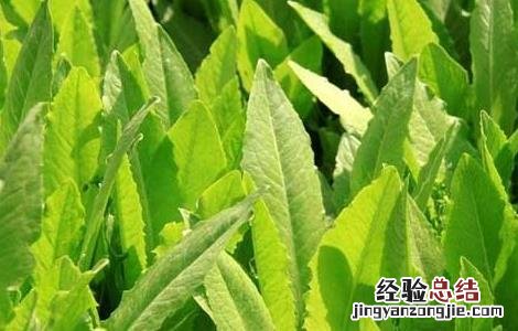 油麦菜种植技术 油麦菜种植技术和时间视频