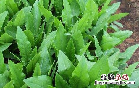 油麦菜种植技术 油麦菜种植技术和时间视频