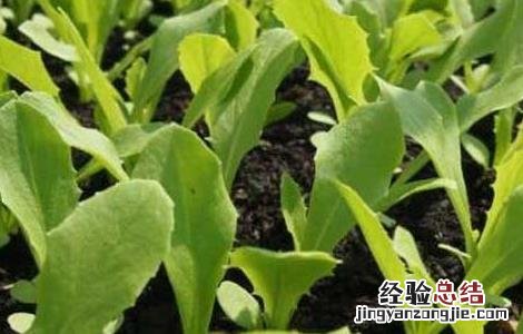 油麦菜种植技术 油麦菜种植技术和时间视频
