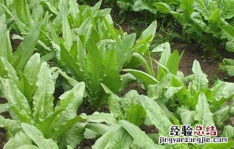 油麦菜种植技术 油麦菜种植技术和时间视频