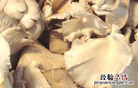 凤尾菇高产栽培技术要点 凤尾菇高产栽培技术