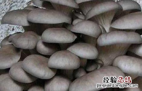 凤尾菇高产栽培技术要点 凤尾菇高产栽培技术