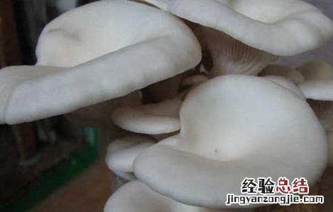 凤尾菇高产栽培技术要点 凤尾菇高产栽培技术