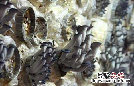 凤尾菇高产栽培技术要点 凤尾菇高产栽培技术