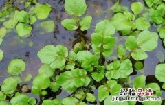豆瓣菜種植技術 豆瓣菜栽培技术