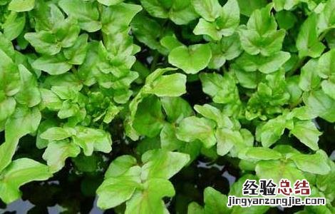 豆瓣菜种植技术 豆瓣菜栽培技术