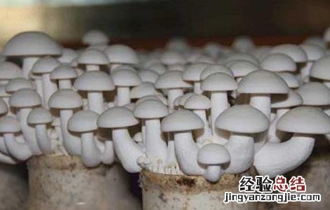 白玉菇种植方法 白玉菇种植技术