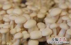白玉菇种植方法 白玉菇種植技術