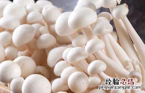 白玉菇种植方法 白玉菇种植技术