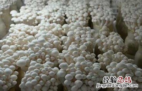 白玉菇种植方法 白玉菇种植技术