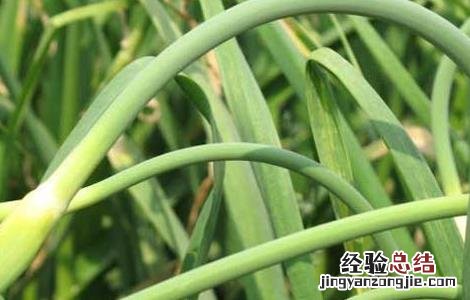 蒜苔原产地 蒜苔产地在哪里