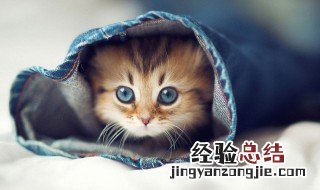 幼猫总吃猫砂为什么 幼猫总是吃猫砂