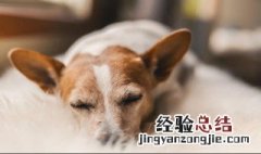 为什么猫狗长虱子 为什么猫狗长虱子了