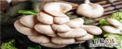 种植平菇技术 平菇最新栽培技术
