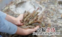 鲜虾怎么做好吃 鲜虾怎么做好吃又简单视频