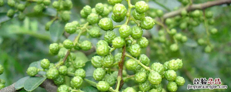 青花椒几月份采摘 江津青花椒几月份采摘