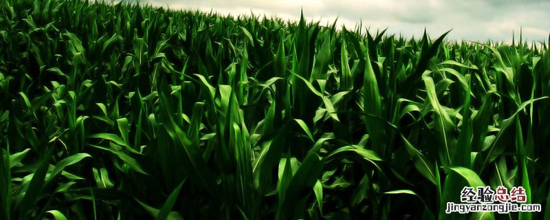 苞米丫子到底用不用掰 玉米丫子用掰吗专家解答