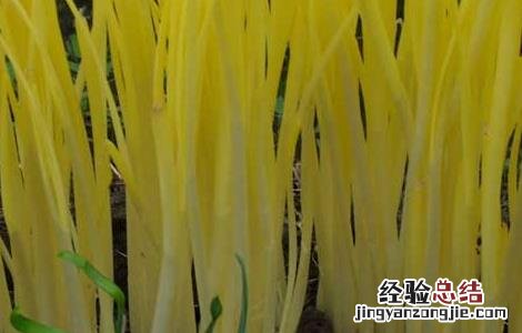 韭黄是怎么长出来的视频 韭黄是怎么长出来的