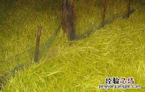 韭黄是怎么长出来的视频 韭黄是怎么长出来的