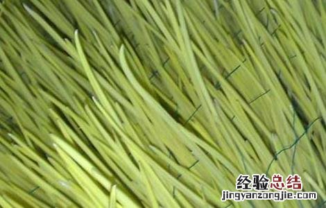 韭黄是怎么长出来的视频 韭黄是怎么长出来的
