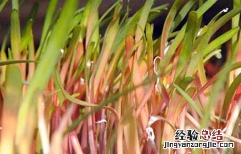 韭黄是怎么长出来的视频 韭黄是怎么长出来的