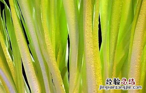 韭黄无土栽培技术 韭黄无土栽培技术和管理