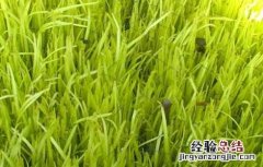 韭黄无土栽培技术 韭黄无土栽培技术和管理